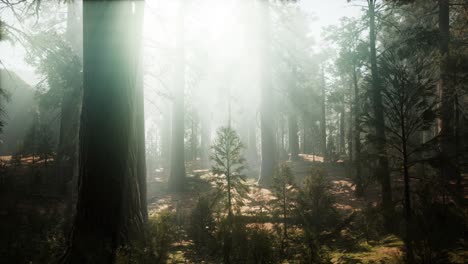 Sequoia-Nationalpark-Unter-Den-Nebelwolken